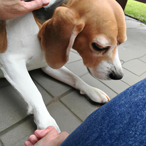 Trimming your beagle's nails regularly is important to prevent them from getting too long.