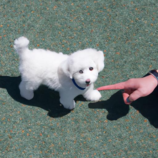 Bichon Frise Training: Tips and Tricks for a Well-Behaved Pup