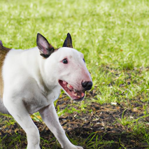 Bull Terrier Exercise Needs: Keeping Your Bull Terrier Fit and Happy