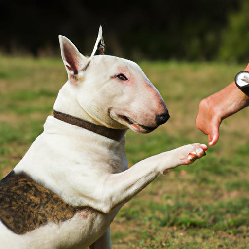 Hand signals can be a useful tool in teaching your Bull Terrier obedience commands