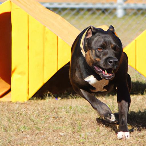 Agility training is a fun and challenging way to keep your Bullypit physically and mentally stimulated.