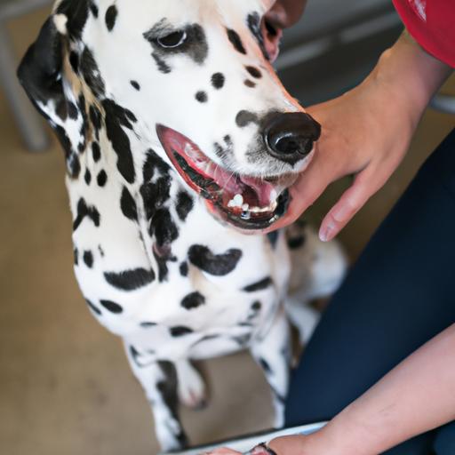 Proper nail care is important for a Dalmatian's overall health