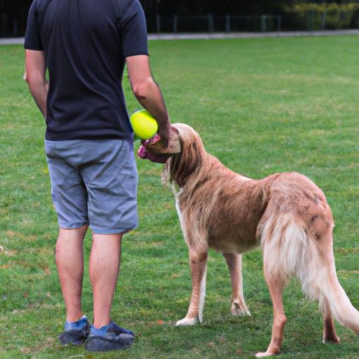 Dog Treibball: A Fun and Engaging Activity for You and Your Pup