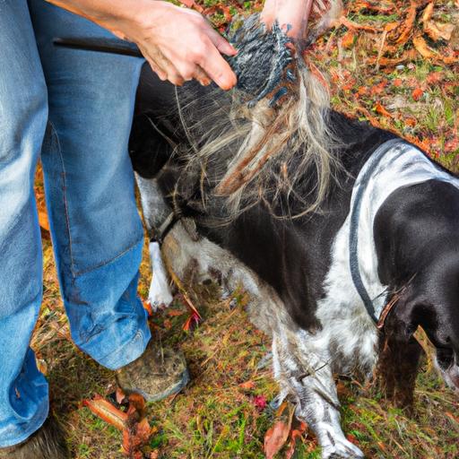 English Springer Spaniel Shedding: What You Need to Know