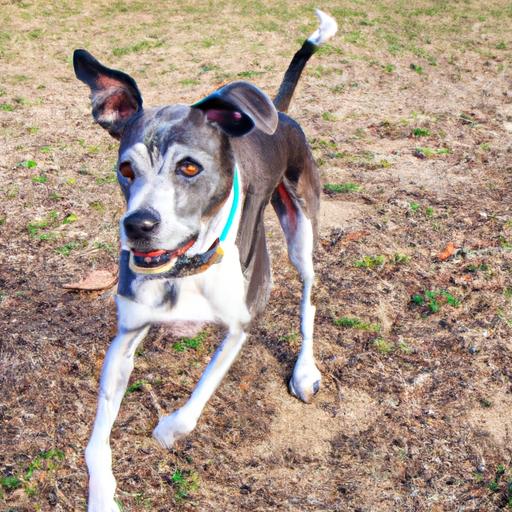 Despite their size difference, Great Dane Chihuahua Mixes are energetic and playful, making them great outdoor companions