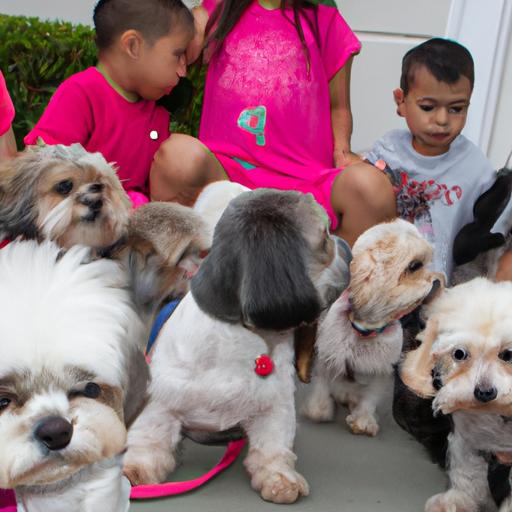 Early and consistent socialization can help reduce anxiety and fear in Shihpoos.