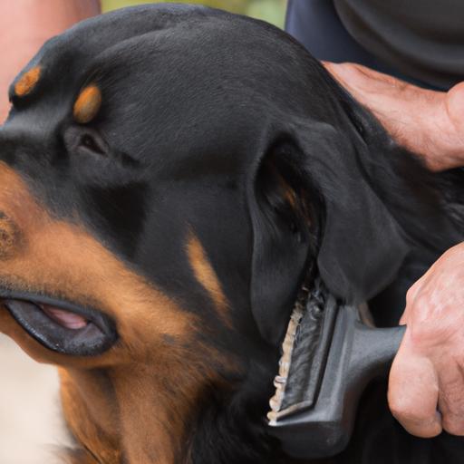 How to Groom a Rottweiler: Tips and Tricks for a Healthy and Happy Pup