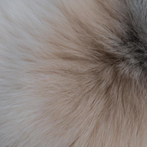 Pomeranian shedding can be a messy and frustrating experience, as seen in this close-up of the dog's fur shedding in clumps.