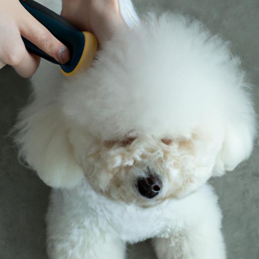 Proper grooming is essential for managing Bichon Frise shedding.