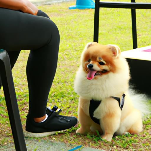 Pomeranian Training: The Key to a Happy and Well-Behaved Pup