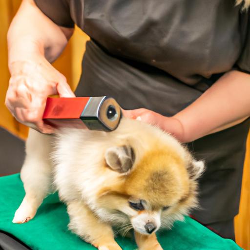 Regular grooming can help reduce shedding in Pomeranian dogs, as demonstrated by this groomer trimming the dog's fur.