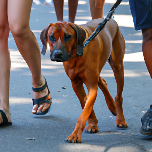 Rhodesian Ridgebacks can be strong-willed and independent. Proper socialization training can help them become well-behaved and obedient on walks.