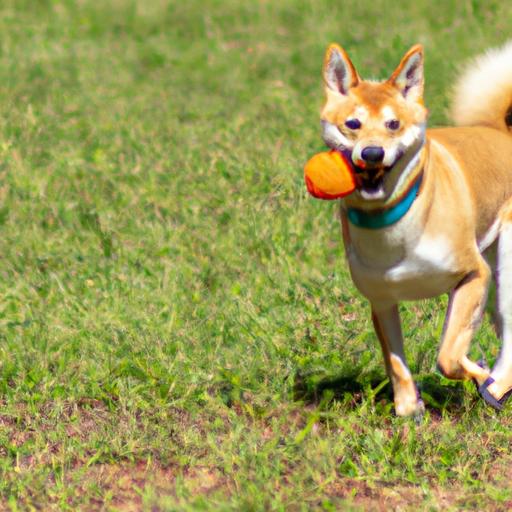 Shiba Inu Exercise: The Ultimate Guide to Keeping Your Furry Friend Fit