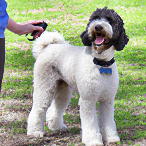 Sheepadoodle (Old English Sheepdog + Poodle) Obedience Training: A Guide to a Well-Behaved Companion