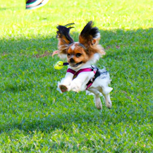 Yorkillon (Yorkshire Terrier + Papillon) Exercise