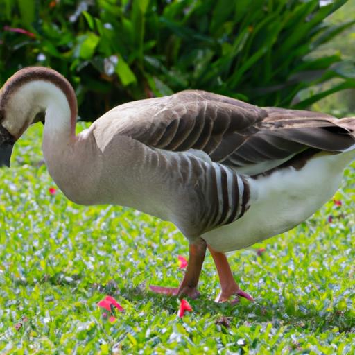 African Goose showcasing its natural pest control abilities
