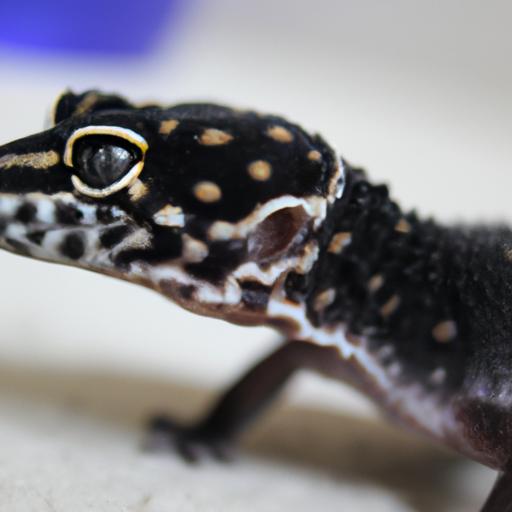 All black leopard gecko with its strikingly dark coloration.