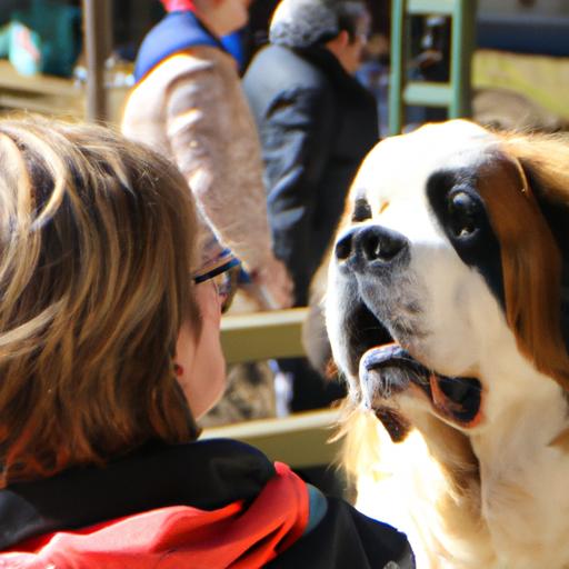 Asking essential questions to a Saint Bernard breeder to ensure they meet your expectations.
