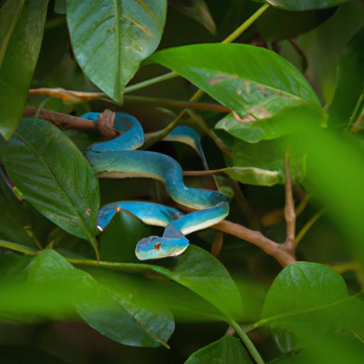 The hidden predator: a blue pit viper blending seamlessly with its surroundings in the treetops.