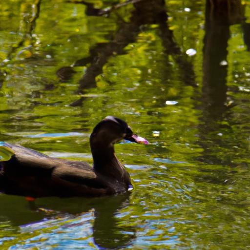 Black Ducks: Exploring the Charismatic Avian Species