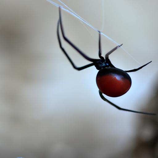 Black Widow Spider - Red Hourglass Marking