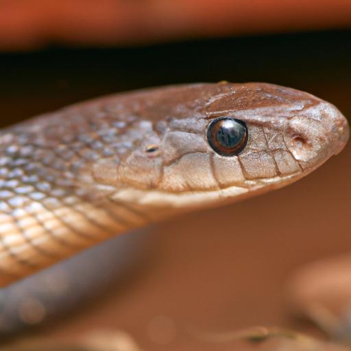Close-up of a broad-headed snake displaying its unique physical features