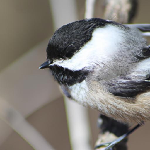 The black cap and bib, contrasting against the white cheeks and grayish-brown feathers, make chickadees instantly recognizable.