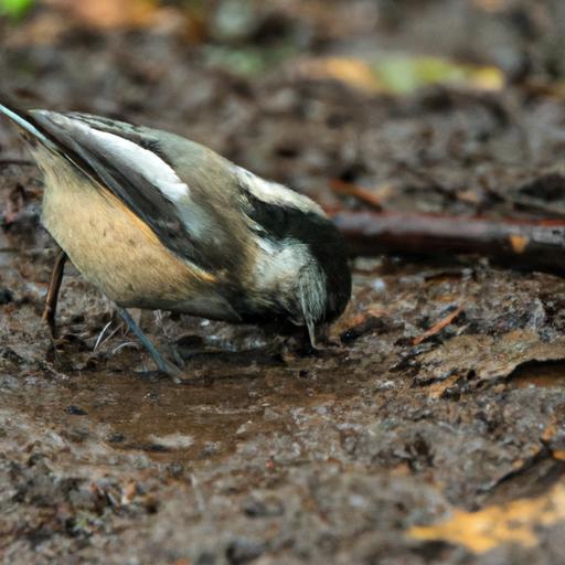 Chickadees are agile foragers, constantly searching for insects, seeds, berries, and nuts to satisfy their dietary needs.