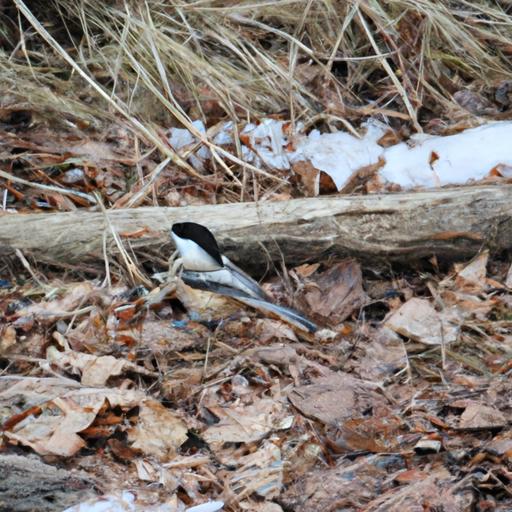 Chickadees can be found in various regions across North America, Europe, and Asia, adapting to different habitats with ease.