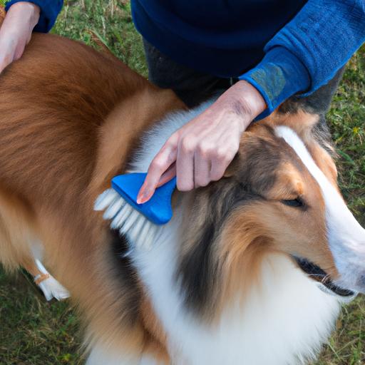 Proper grooming helps manage Collie shedding.