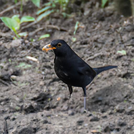 A common blackbird displaying its omnivorous diet, searching for insects and berries on the forest floor.