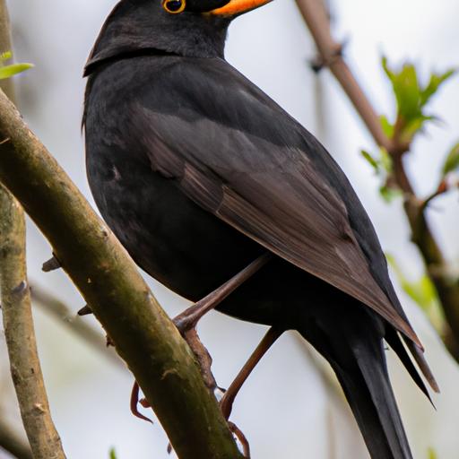 A close-up of a common blackbird showcasing its striking black plumage and bright yellow eye ring.