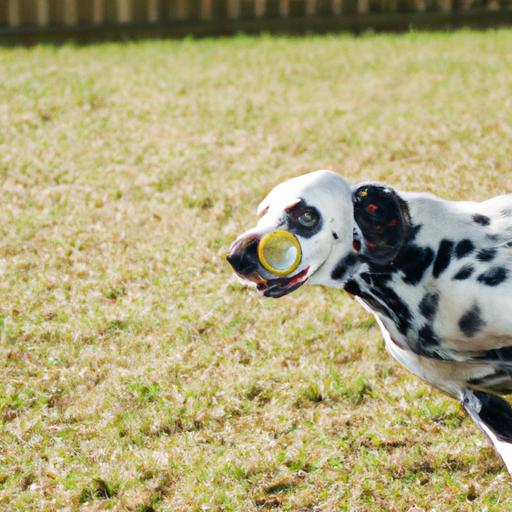 Dalmatian chasing a frisbee during a game of fetch