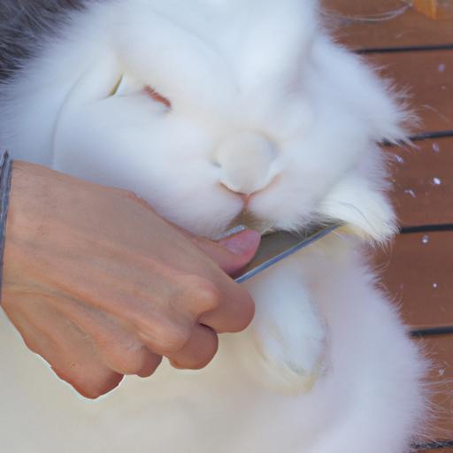 Grooming an English Angora rabbit's long, silky coat.