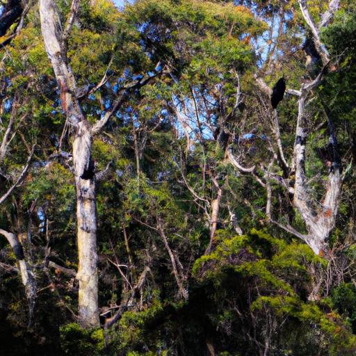 The yellow tailed black cockatoo thrives in the lush greenery of eucalyptus forests.