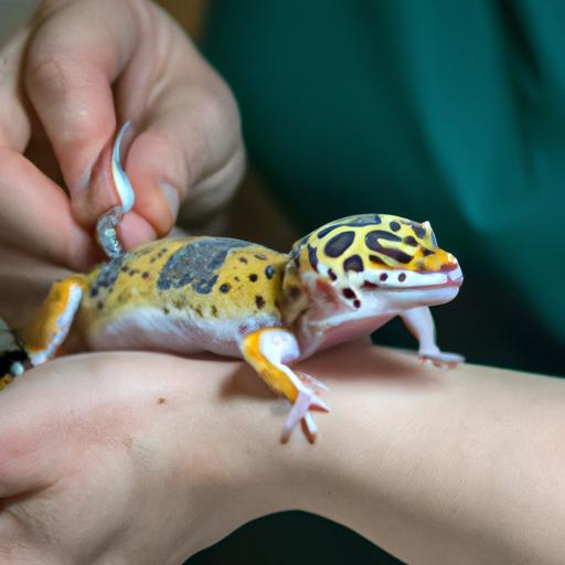 Regular veterinary check-ups are crucial for maintaining the health of jungle leopard geckos.