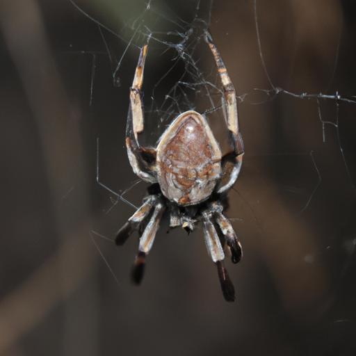 The largest spider species showcasing its hunting technique, capturing its prey with precision and speed.