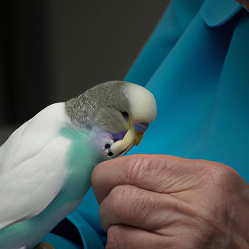 A veterinarian examining the health of an opaline budgie during a check-up.
