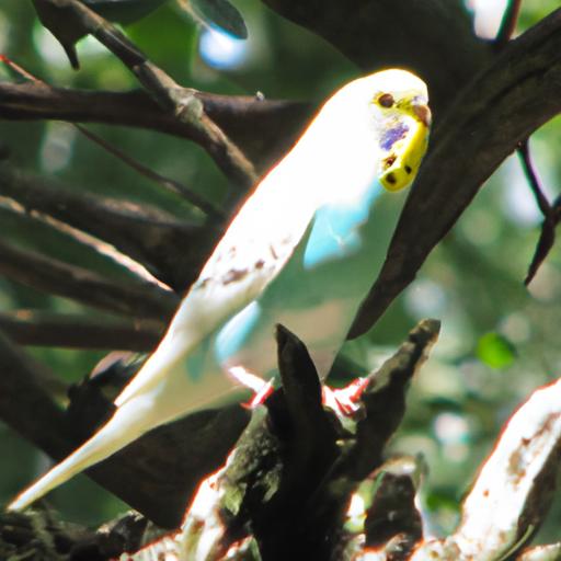Opaline Budgie The Unique And Colorful Pet Bird