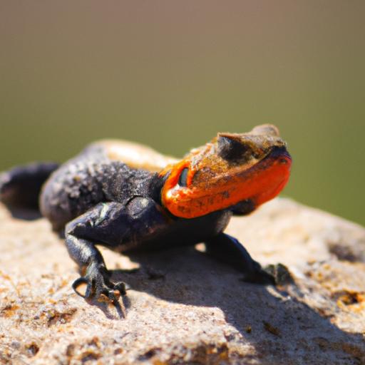A close-up of an orange and black lizard, highlighting its vibrant coloration and glossy scales.