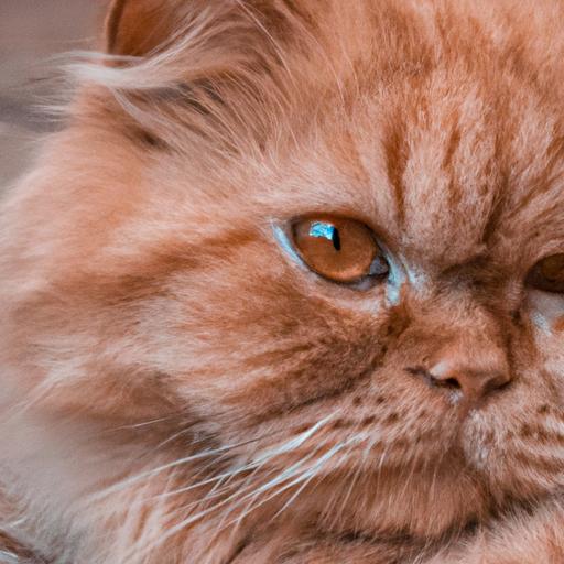 An orange Persian cat lounging peacefully, showcasing its calm and gentle nature.