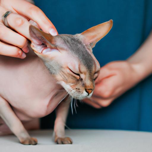 Regular grooming is essential for maintaining the health and well-being of a hairless cat.