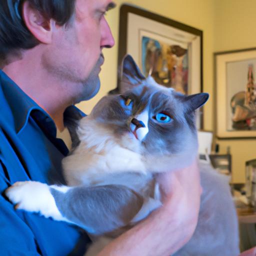 Discover answers to frequently asked questions about blue Ragdoll cats