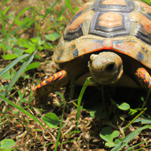 Pet Tortoise for Sale Near Me: Finding Your Perfect Companion