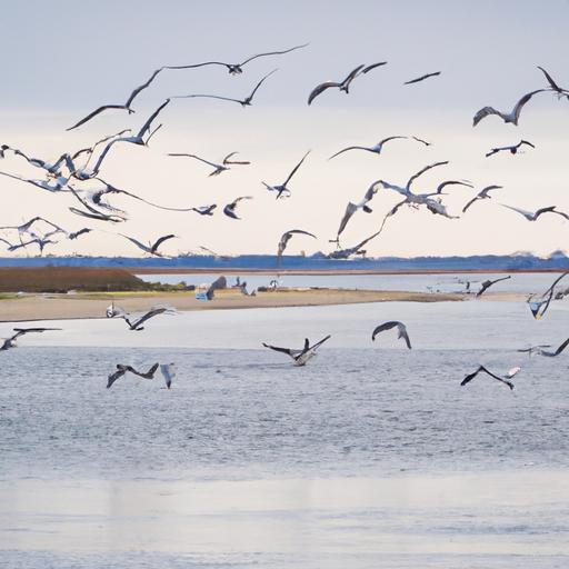 Seagull birds gracefully flying above their coastal habitat