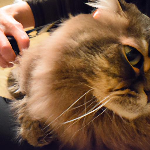 Keeping a Siberian mix cat's coat well-groomed is essential.