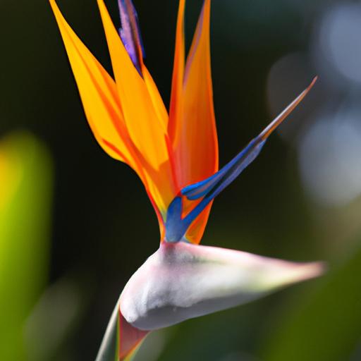 A close-up of a stunning Strelitzia flower with vibrant orange and blue petals.