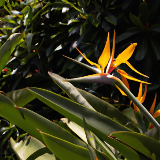 A flourishing Strelitzia plant basking in the sunlight amidst a lush garden.