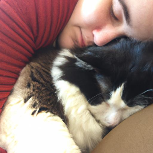 Unconditional love and companionship: Cuddling with a huge cat breed
