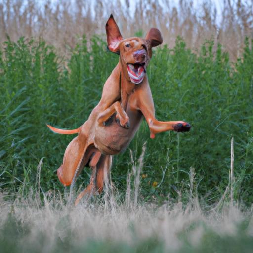 Vizsla Health Issues A Comprehensive Guide to Understanding and